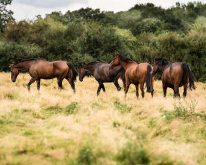 The-Racehorse-Sanctuary