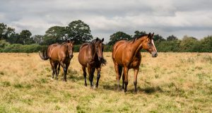 The-Racehorse-Sanctuary