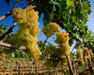 Tanhurst-Estate-grapes