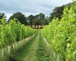Tanhurst estate vineyard